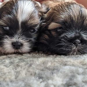 Meet your Posher, Elise